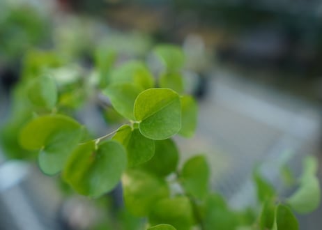 亀甲竜　Dioscorea elephantipes　No.2