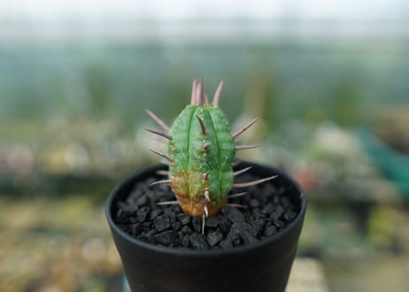 ユーフォルビア　フェロックス　Euphorbia ferox