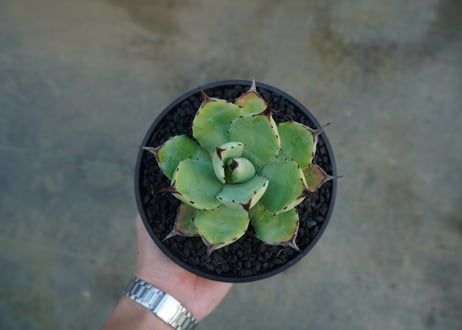 アガベ　マクロアカンサ×ポタトラム　 Agave macroacantha×potatorum