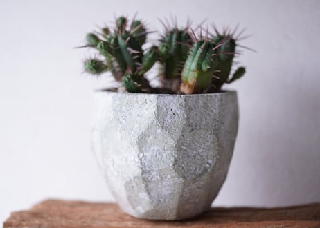 Euphorbia Ferox