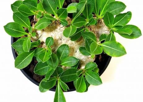 Pachypodium brevicaule　パキポディウム  ブレビカウレ　恵比寿笑い №1