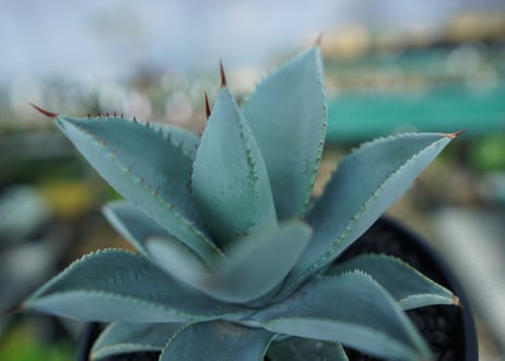アガベ　ドラゴントゥース　Agave Dagontoes　No.3