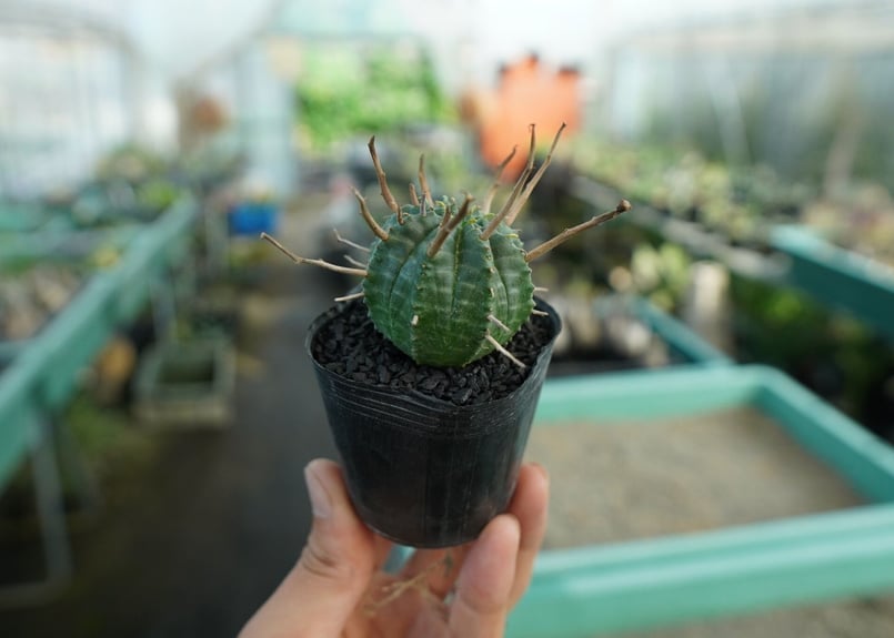 ユーフォルビア スーパーバリダ Euphorbia super valida No.5 |