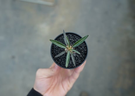 パキポディウム　グラキリス　 Pachypodium Gracilius  No.3