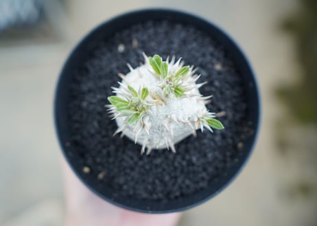 パキポディウム　恵比寿大黒　Pachypodium Densicaule　No.3
