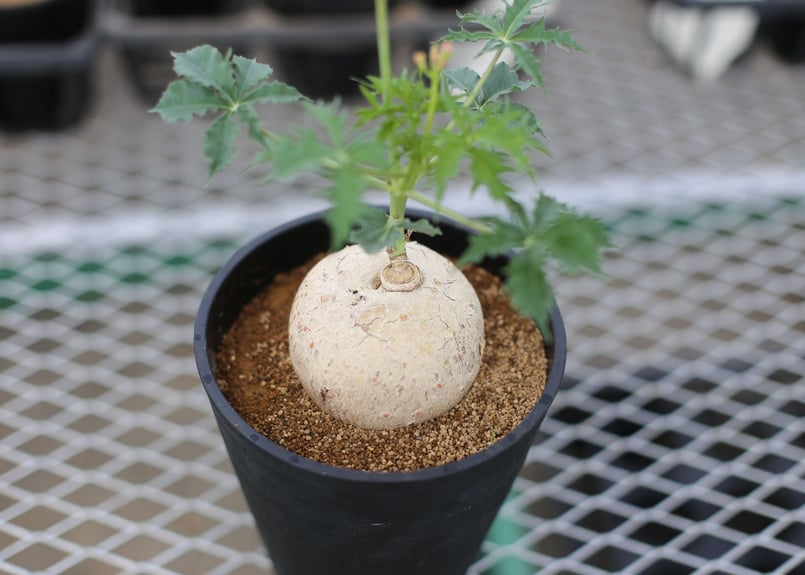 錦珊瑚 | mana's farm:塊根植物・アガベ・ドライガーデン植物販売|マナ