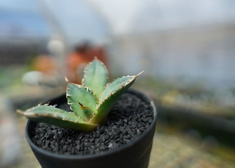 アガベ　チタノタ　FO-76　agave titanota  FO-76　No.6