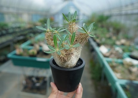 パキポディウム　デンシフローラム Pachypodium densiflorum   No.2