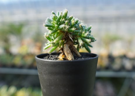 トリコディアデマ　デンサム　Trichodiadema densum