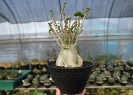 アデニウム　Adenium　No.8