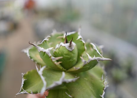 Agave titanota  Crab 螃蟹  NO.7