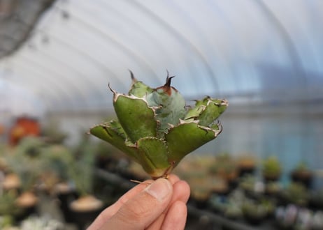 agave titanota ブラック＆ブルー　No.4