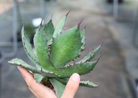 Agave colorata x horrida