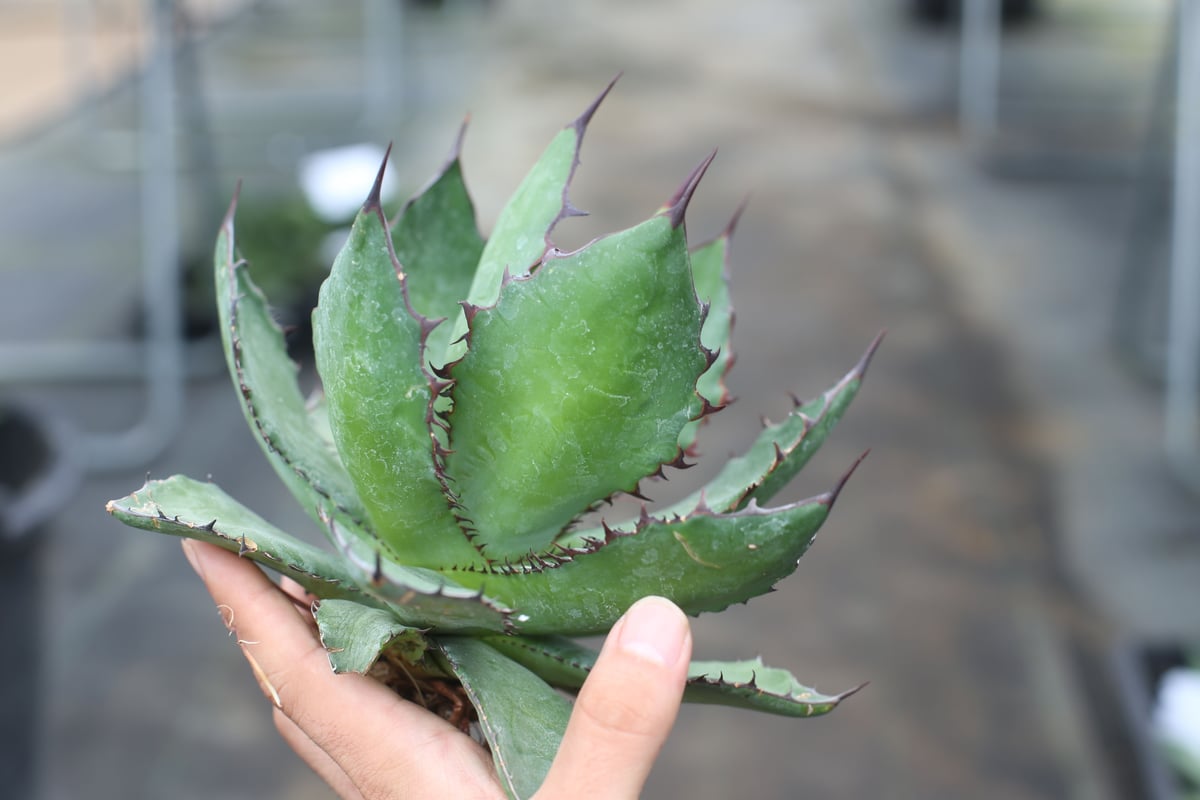 Agave colorata x horrida | mana's green:塊根植物販売| Agave colorata x horrida | mana's green:塊根植物販売|