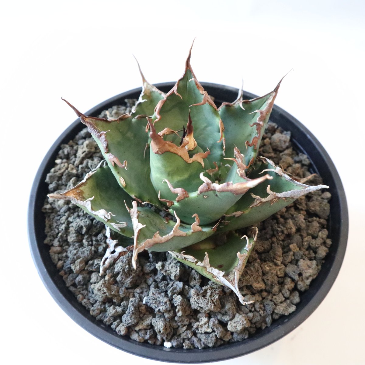 Agave titanota FO-76 compacta select | mana's