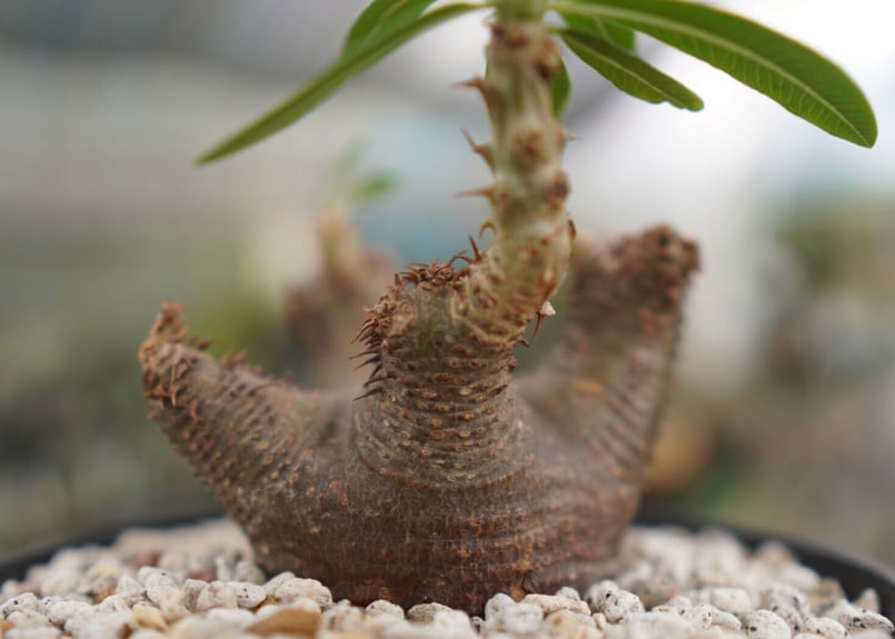 パキポディウム マカイエンセ 扁平 No.2 パキポディウム マカイエンセ