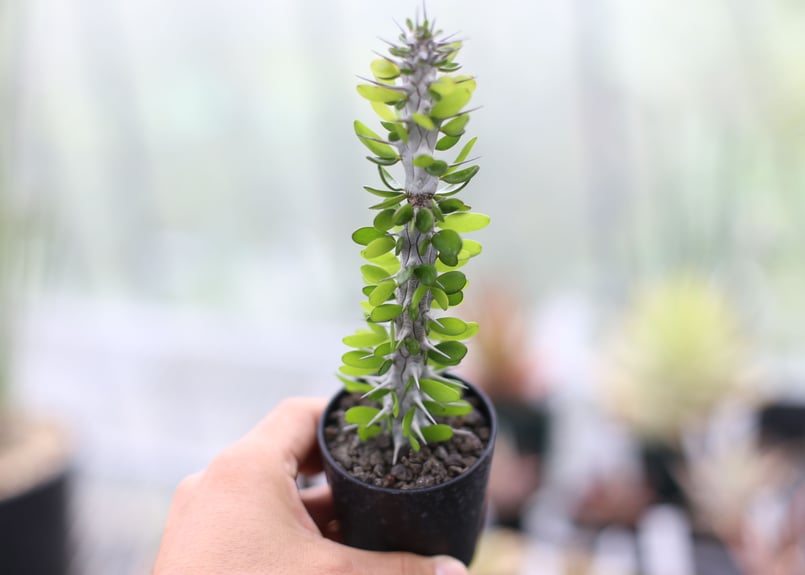 アローアディア プロセラ 観葉植物 塊根植物 ビザールプランツ