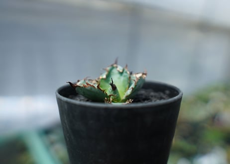 アガベ　チタノタ　 ブラックアンドブルー 　Agave titanota black and blue　No.1