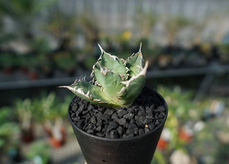 アガベ　チタノタ　FO-76　agave titanota FO-76 No.2