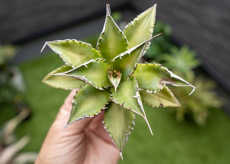 Agave Sowing seeds NO.3