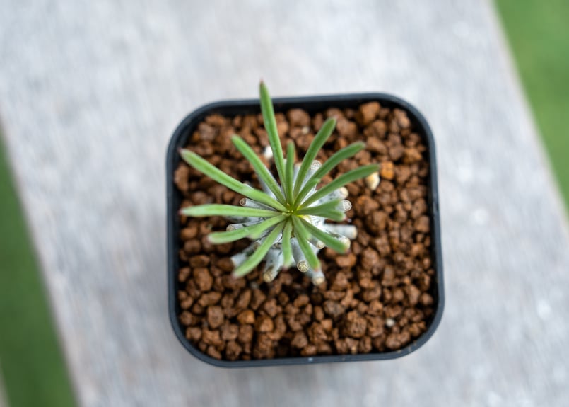チレコドン ワリチー 現地株 plants241025l5-247x296.jpg