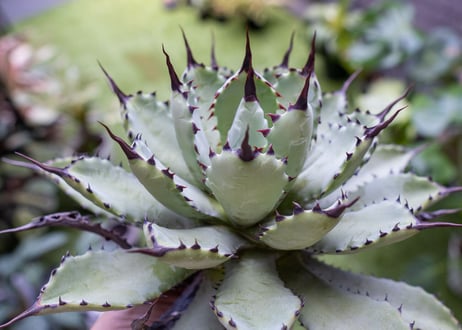 Agave macroacantha x Potatorum　大　超短葉