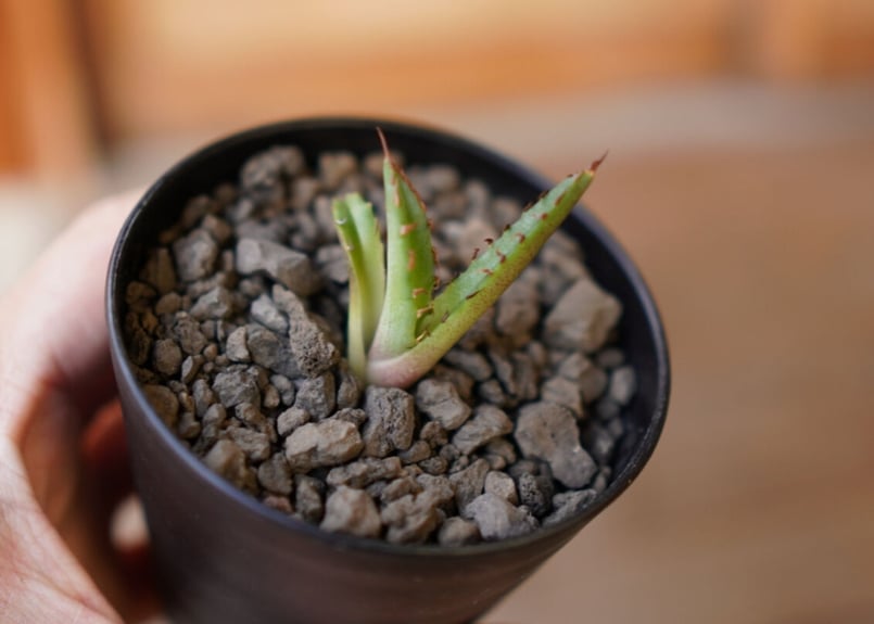 Agave titanota dwarf 姫厳龍 子株 | mana's green:塊根植物 Agave titanota dwarf 姫厳龍 子株 | mana's green:塊根植物