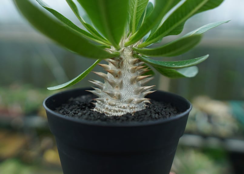 パキポディウム 恵比寿大黒 Pachypodium Densicaule No.9 | man