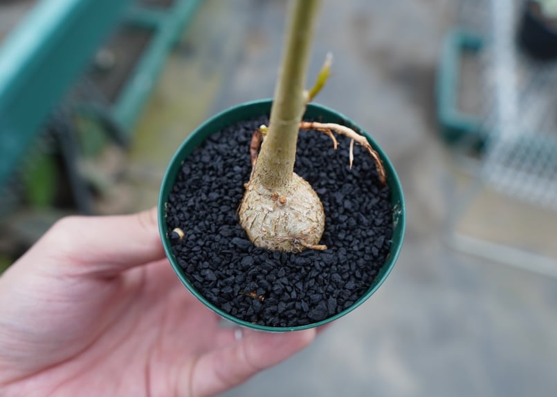 フィカス パルメリー Ficus palmeri | mana's farm:塊根植物・アガベ