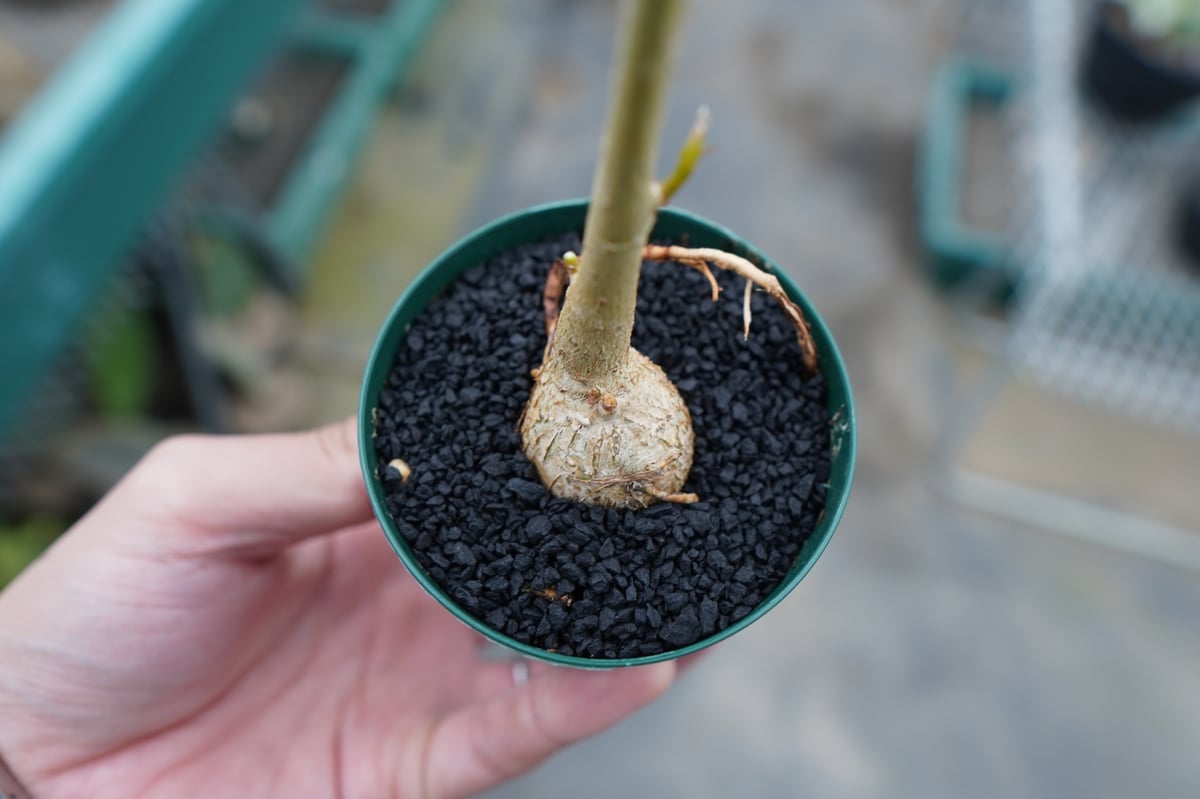 フィカス パルメリー Ficus palmeri | mana's farm:塊根植物・アガベ