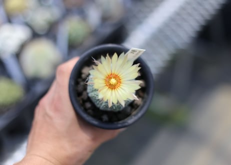 アストロフィツム　兜丸  花芽5/5
