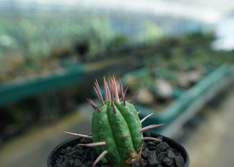 ユーフォルビア　フェロックス　Euphorbia ferox  No.2