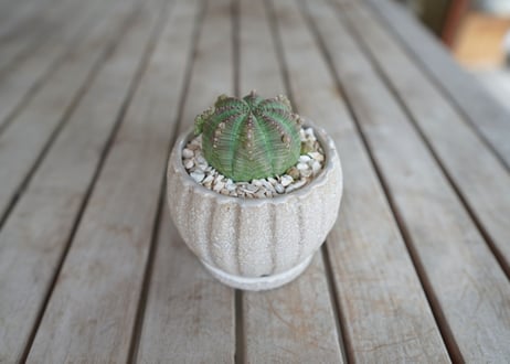 ユーフォルビア　シンメトリカ　Euphorbia　symmetrica
