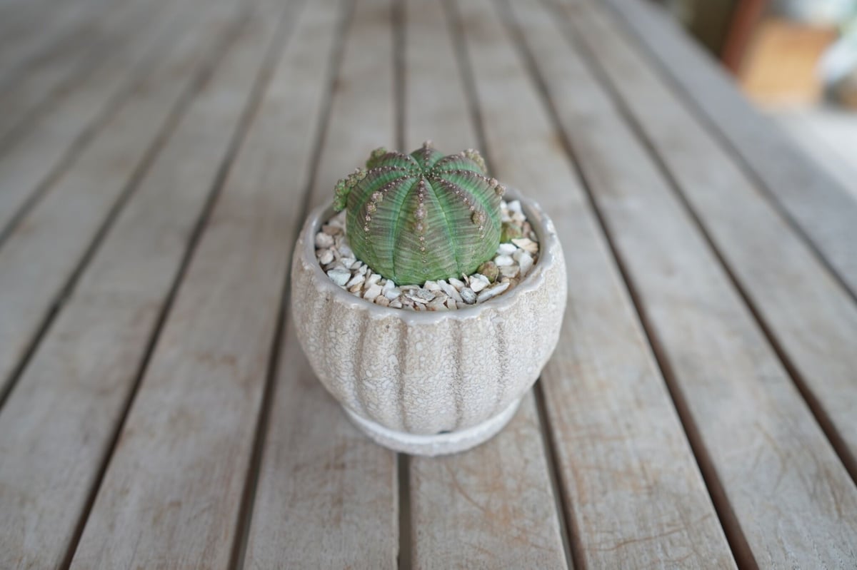 ユーフォルビア シンメトリカ Euphorbia symmetrica | mana's gr