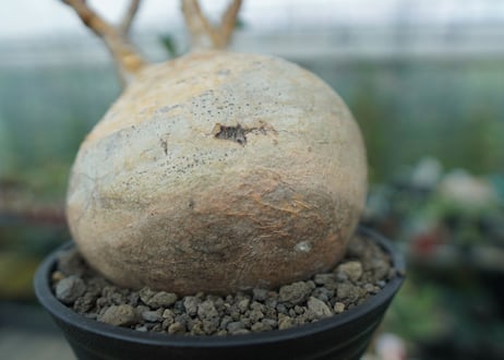 パキポディウム　グラキリス　 Pachypodium Gracilius  No.3