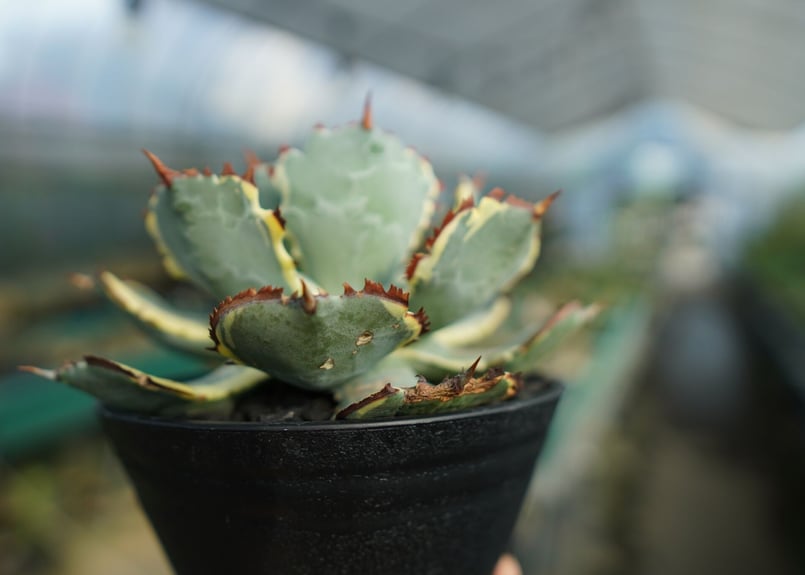 アガベ 兜蟹錦 連棘 Agave isthmensis “Kabutogani” varieg