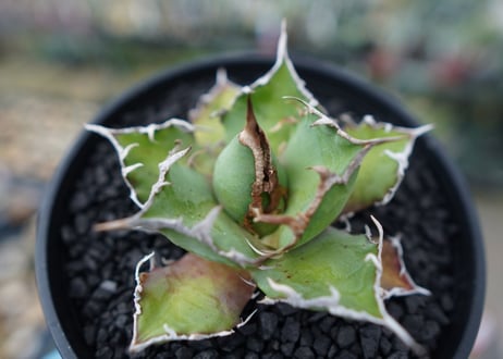アガベ チタノタ シーザー agave titanota caesar　No.1
