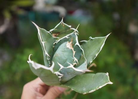 Agave titanota 白鯨 B NO.4