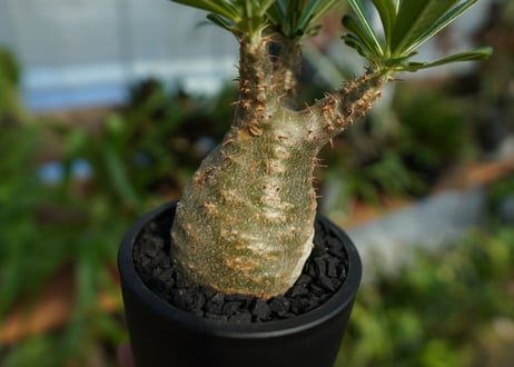 【発根管理中】パキポディウム　グラキリス　 Pachypodium Gracilius  No.8