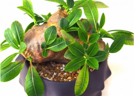 Pachypodium brevicaule　パキポディウム 恵比寿笑い