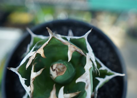 アガベ　チタノタ　螃蟹　Agave Titanota crab