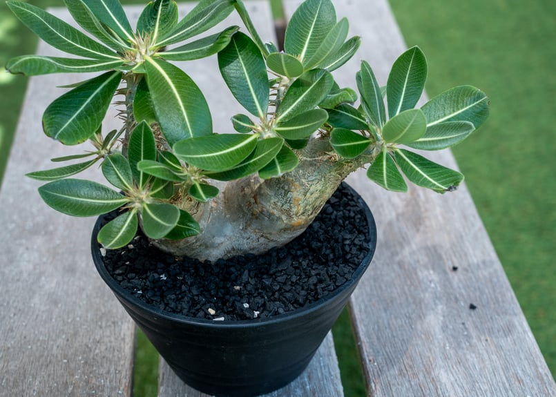 パキポディウム エブレネウム | mana's farm:塊根植物・アガベ・ドライ