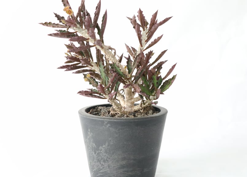 ユーフォルビア デカリー | mana's farm:塊根植物・アガベ・ドライ