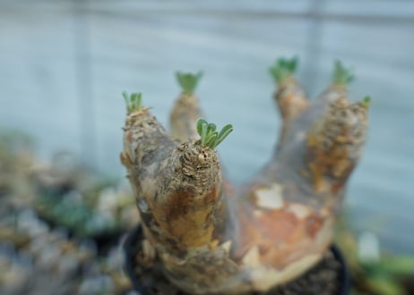 パキポディウム　エブレネウム　Pachypodium eburneum　No.1