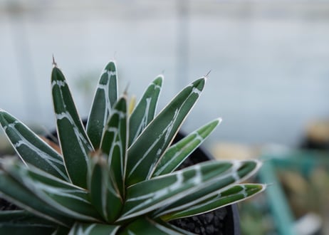 アガベ　笹の雪　Agave victoriae reginae　No.5