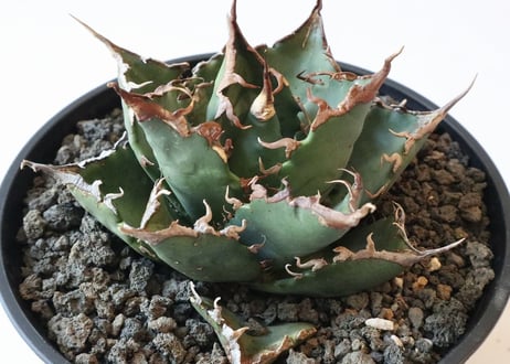 Agave titanota FO-76  compacta  select