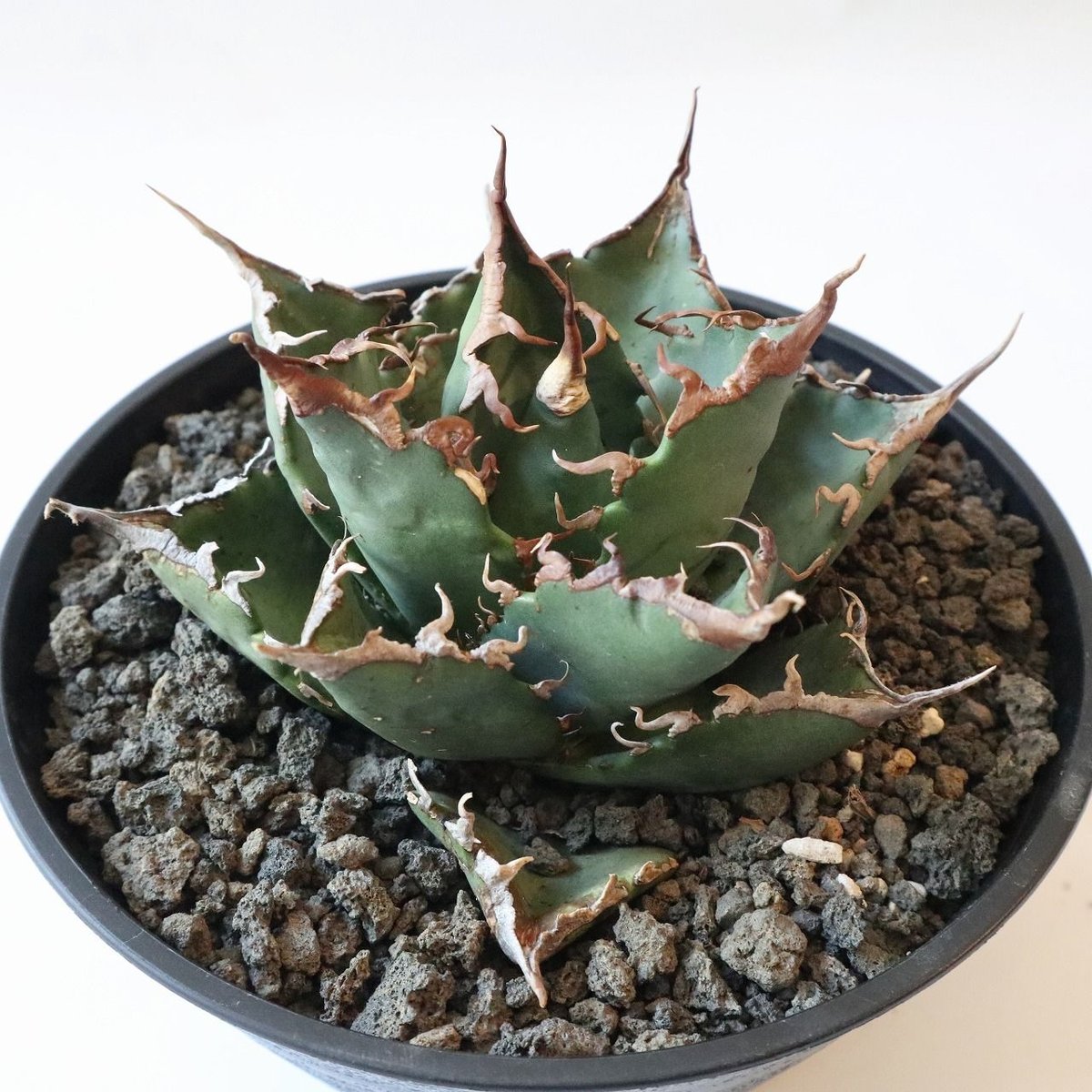 Agave titanota FO-76 compacta select | mana's