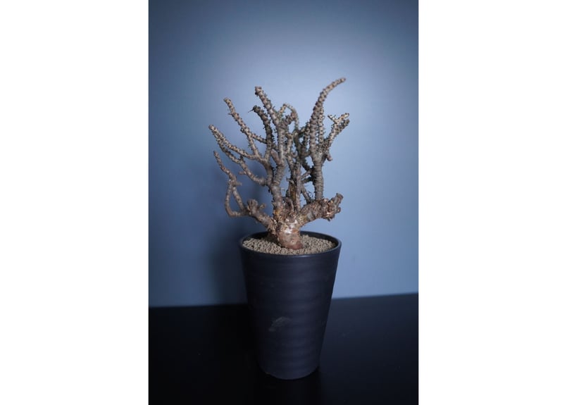 【現品】ケラリア・ナマクエンシス　6号 楽天市場】☆【現品・現物】ケラリア・ナマクエンシス 6号 : 松や