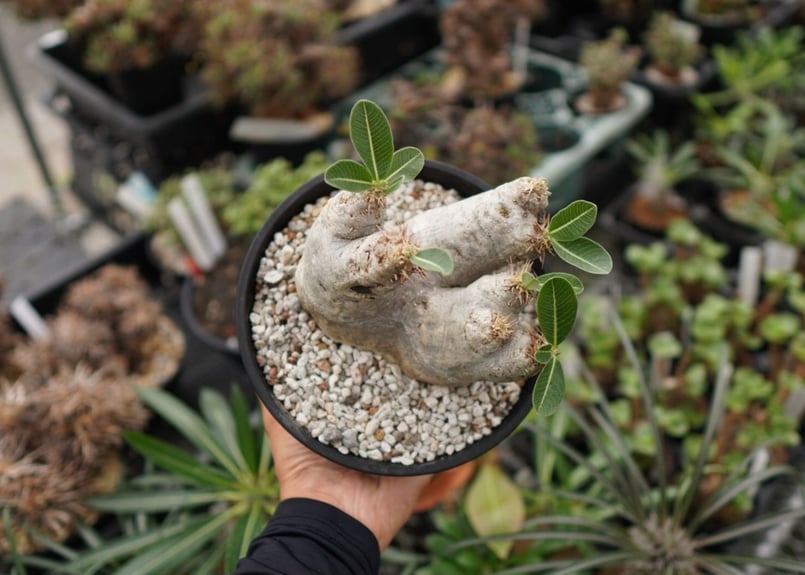 パキポディウム エブレニュウム 園芸ネット本店｜パキポディウム：エブレネウム 3.5号鉢植え の通販