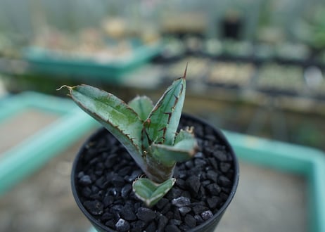 アガベ　チタノタ　 ブラックアンドブルー 　Agave titanota black and blue　No.8